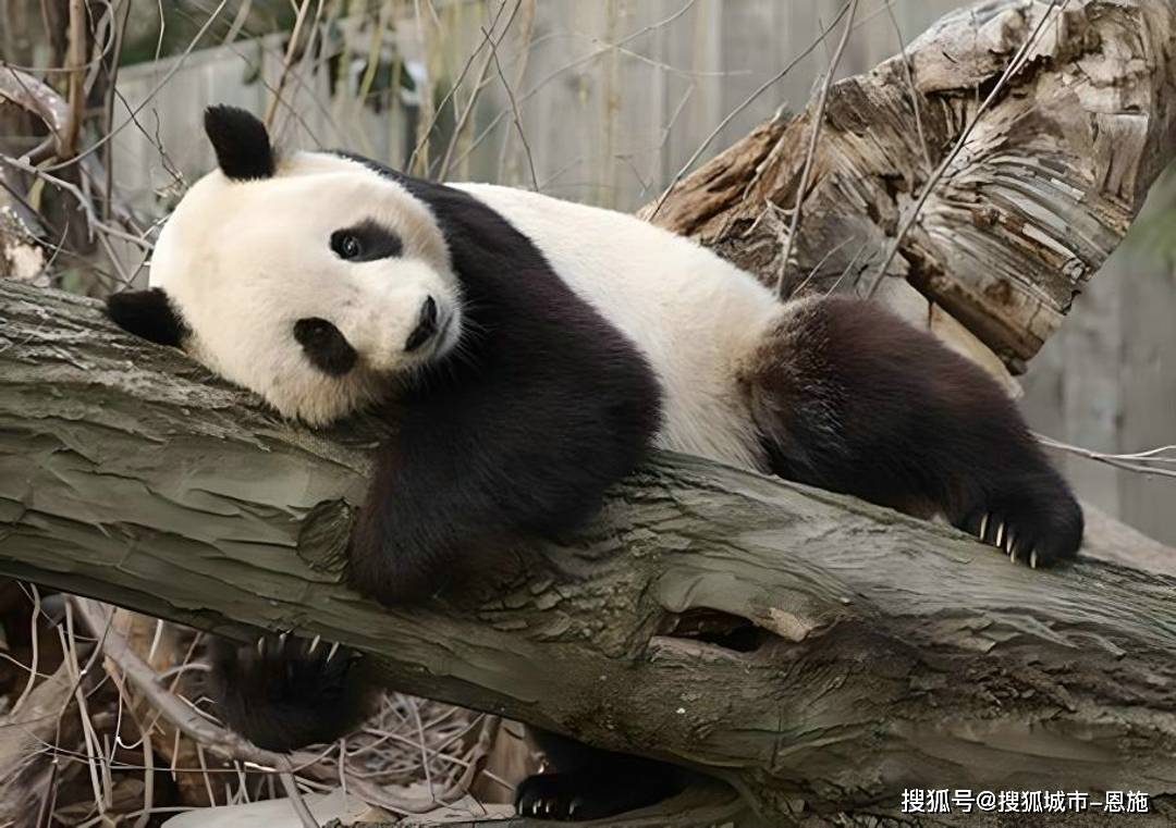 ac米兰体育官网-四川熊猫不敌对手，状态有所下滑的简单介绍