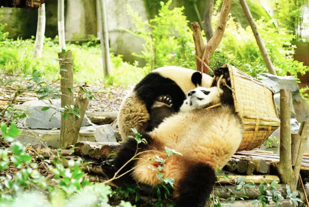 四川熊猫不敌对手，状态有所下滑的简单介绍